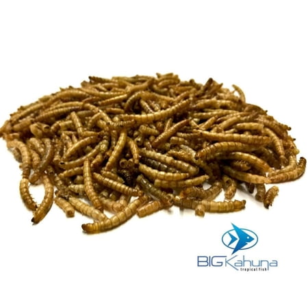 Big Kahuna Freeze Dried Mealworms