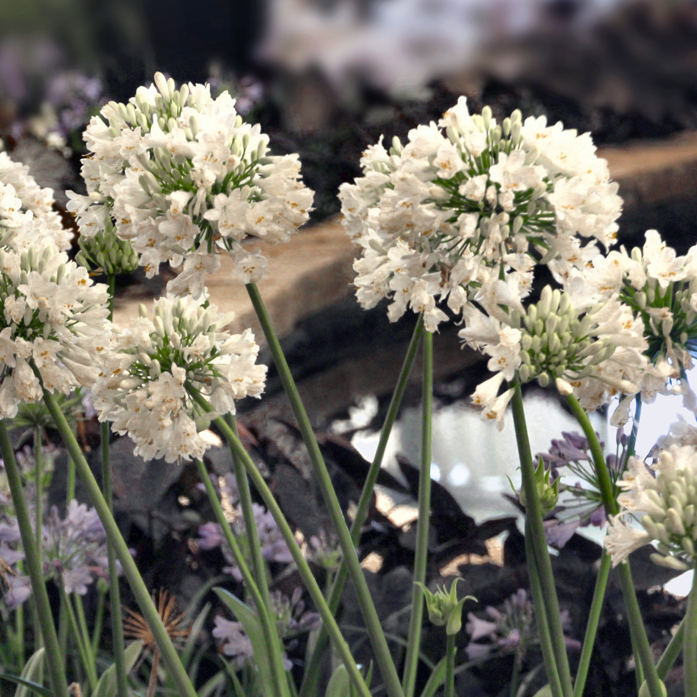 National Plant Network 1 gal. Agapanthus White Live Perennial Plant