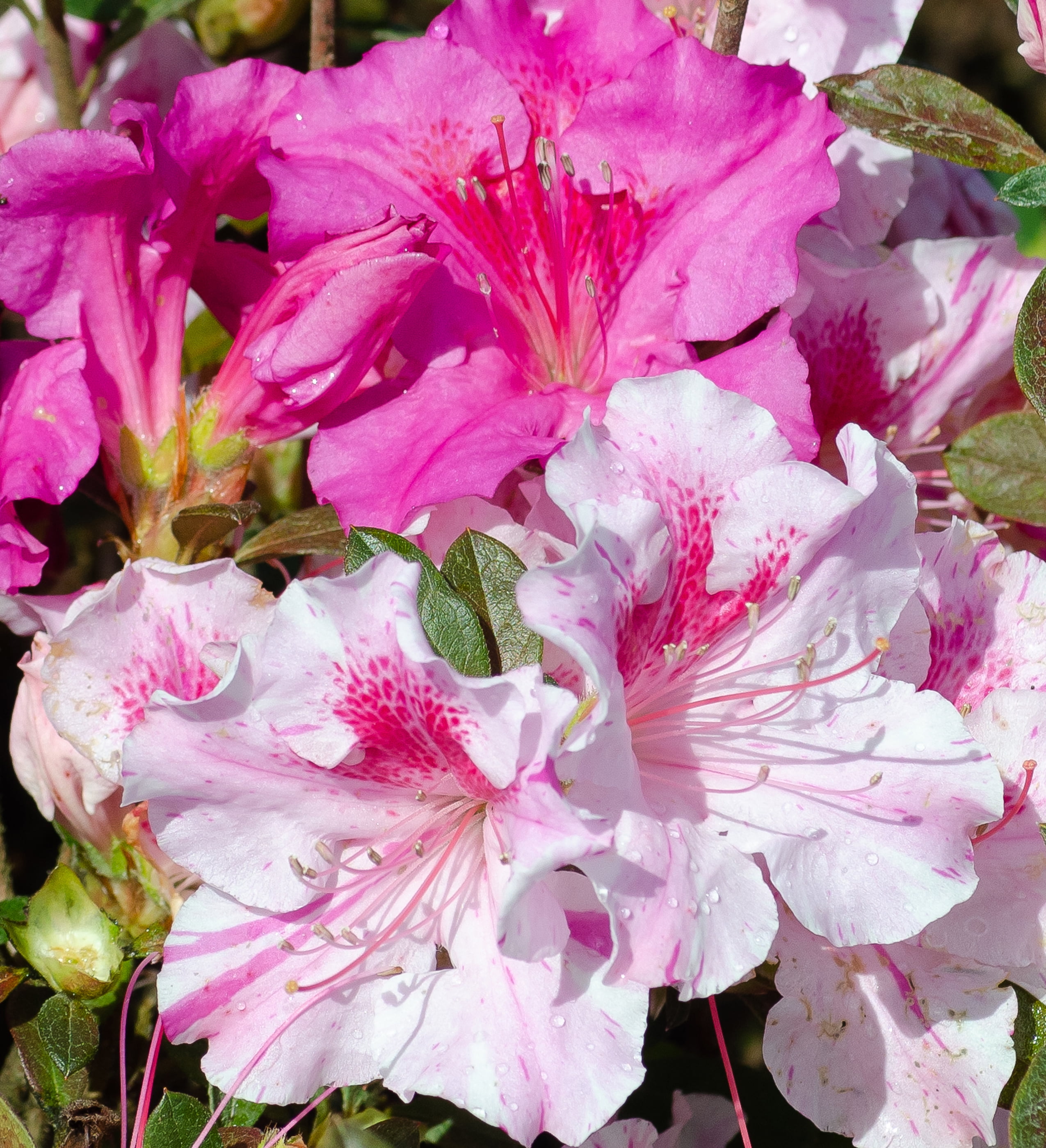 Encore Azalea Autumn Twist (3 Gallon) Purple and Pink Flowering Shrub - Full Sun Live Outdoor Plant