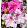 thumbnail image 2 of Encore Azalea Autumn Twist (1 Gallon) Purple and Pink Flowering Shrub - Full Sun Live Outdoor Plant, 2 of 10