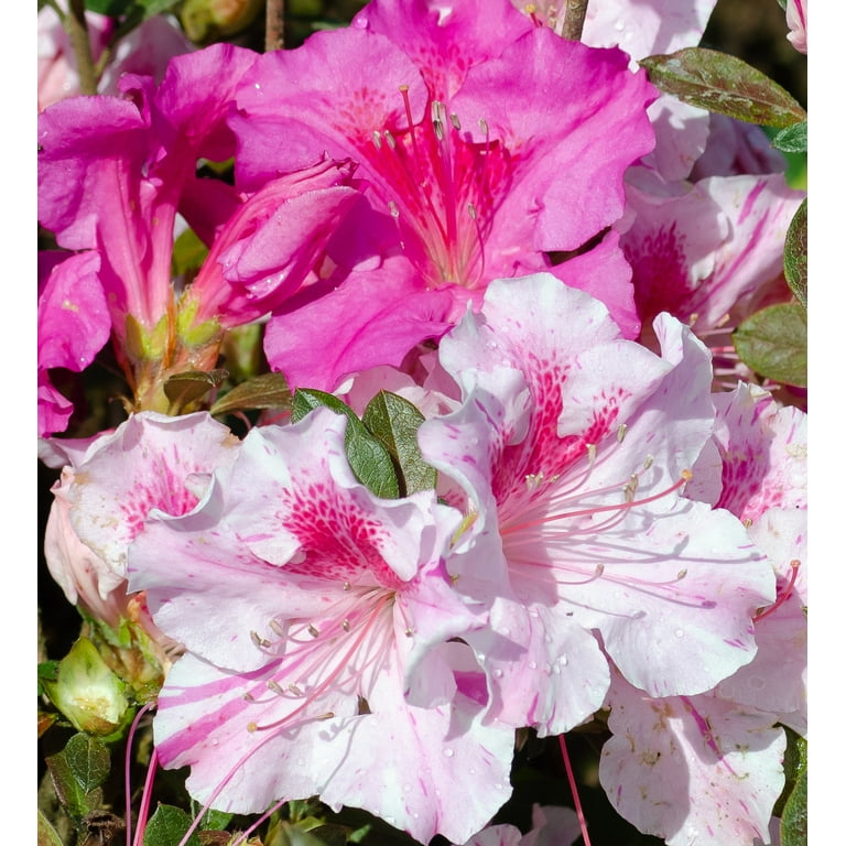 Encore Azalea Autumn Twist (1 Gallon) Purple and Pink Flowering