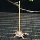 thumbnail image 5 of Porta Incienso de Tortuga de Metal, Quemadores de Incienso, Tapones de Incienso y Varillas Finas de Incienso, Adorno Fijo., 5 of 6
