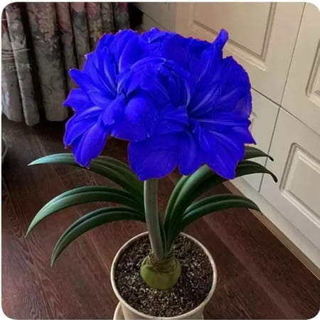 Amaryllis Plant,Professional Simple to Grow,Pots to Grow,Graceful,Amaryllis for Planting Indoor Or Outdoor No Water Needed