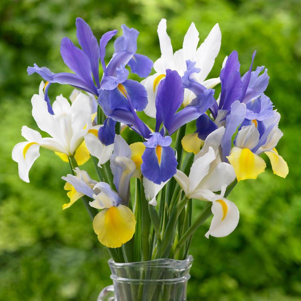Hollandica Dutch Iris Mix 30 Bulbs Hardy 8/9 cm Bulbs Walmart