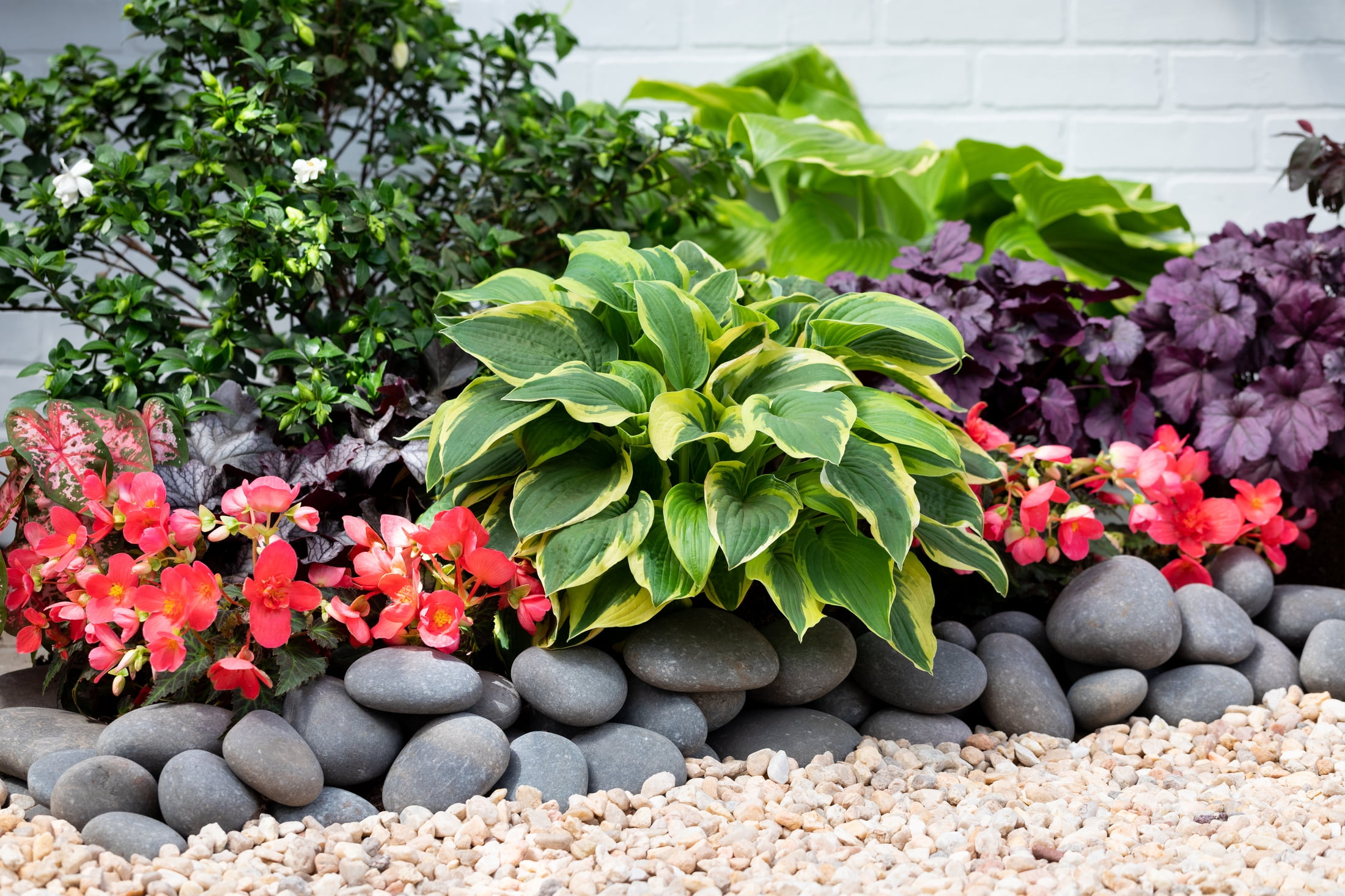 Better Homes & Gardens 2.5QT Multicolor Hosta Live Plant Grower Pot Shade