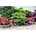 thumbnail image 6 of Better Homes & Gardens 2.5QT Multicolor Hosta Live Plant Grower Pot Shade, 6 of 6