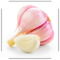 Elephant Garlic Bulbs Plant Your Own Garlic Grow Your Own Fresh and