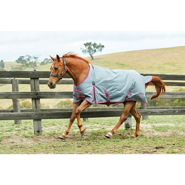 Saxon Medium Weight Horse Blanket Blog Dandk