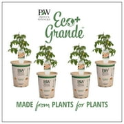 Proven Winners 4-Pack, 4.25 in. Eco+Grande, Homegrown (Cherry Tomato) Live Vegetable Plant