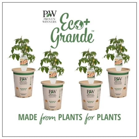Proven Winners 4-Pack, 4.25 in. Eco+Grande, Homegrown (Cherry Tomato) Live Vegetable Plant