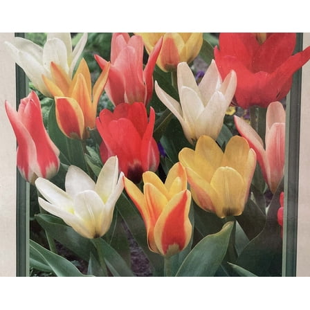 Valentine Mix Fosteriana Tulips - 7 Bulbs - 12/ cm Bulbs