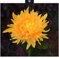 thumbnail image 2 of Lámpara Solar de crisantemo, 2 uds., luz de jardín, flores artificiales, césped, paisaje, jardín, decoración exquisita, creativa Iluminación y accesorios Crisantemo rosa crisantemo rosa Advancent HA073440-03, 2 of 6
