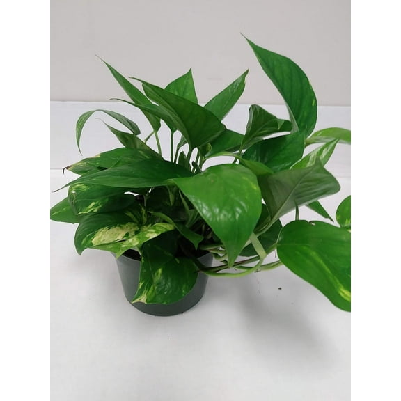 6" Live Golden Pothos - Indoor Plant