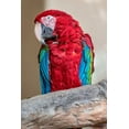 thumbnail image 2 of Engelbrecht, Lisa S. 17x24 White Modern Wood Framed Museum Art Print Titled - Scarlet Macaw, 2 of 4