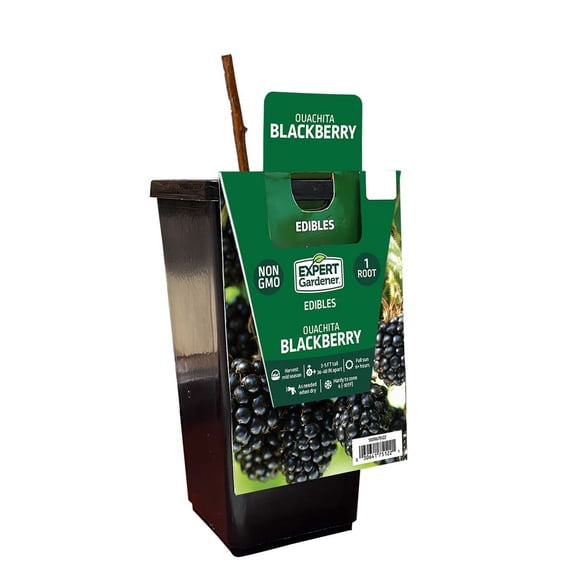 Expert Gardener Blackberry Ouachita (1 Dormant Bare Root) Full Sun, MultiColor, Perennial