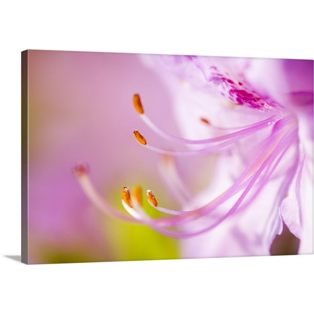 Great BIG Canvas | "Close Up Of A Pink Flower" Canvas Wall Art - 30x20
