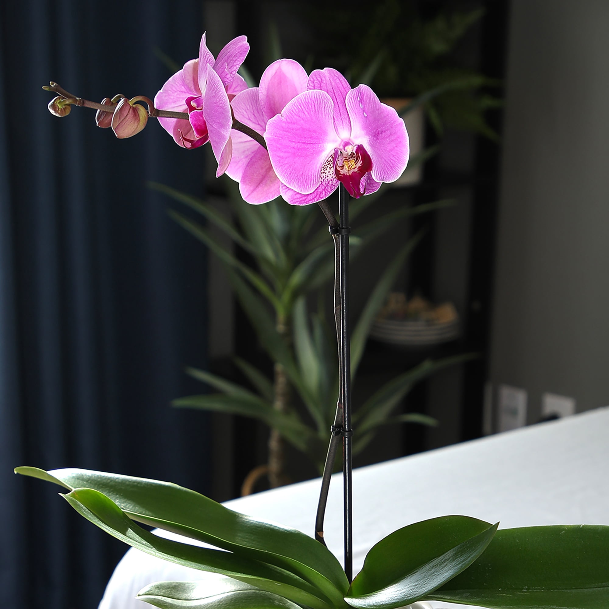 Element by Altman Plants 18-30" Purple Orchid - White Pot - Pet Safe - Easy Live Plant - Partial Sun