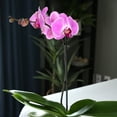 thumbnail image 2 of Element by Altman Plants 18-30" Purple Orchid - White Pot - Pet Safe - Easy Live Plant - Partial Sun, 2 of 9