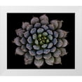thumbnail image 1 of Mozqueda, Victor 14x12 White Modern Wood Framed Museum Art Print Titled - Echeveria setosa var. deminuta, 1 of 4