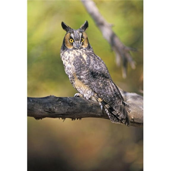Long Eared Owl On Branch Poster Print by John Pitcher - 11 x 17