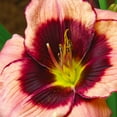 Van Zyverden Daylily Blackberries & Cream Plant Root Partial Sun Multi