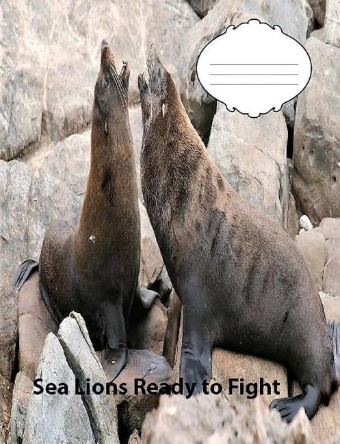 Sea lion facts for kids picture