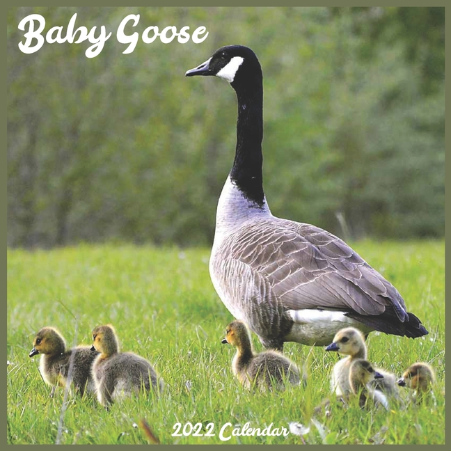Goose For Christmas 2022 Baby Goose Calendar 2022 : Official Goslings 2022 Calendar, 16 Month  (Paperback) - Walmart.com