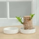 thumbnail image 4 of Brazilian Wood Pallet White Ceramic Saucer Office Desk Decorations Plant Pot Base Jewelry Tray Office Decor Ceramics Flowerpot Medium Size, 4 of 7
