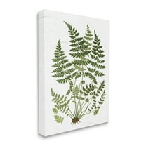 Stupell Industries Forest Botanicals Charming White Willow Greenery Canvas Wall Art, 24 x 30, Design by Lettered and Lined
