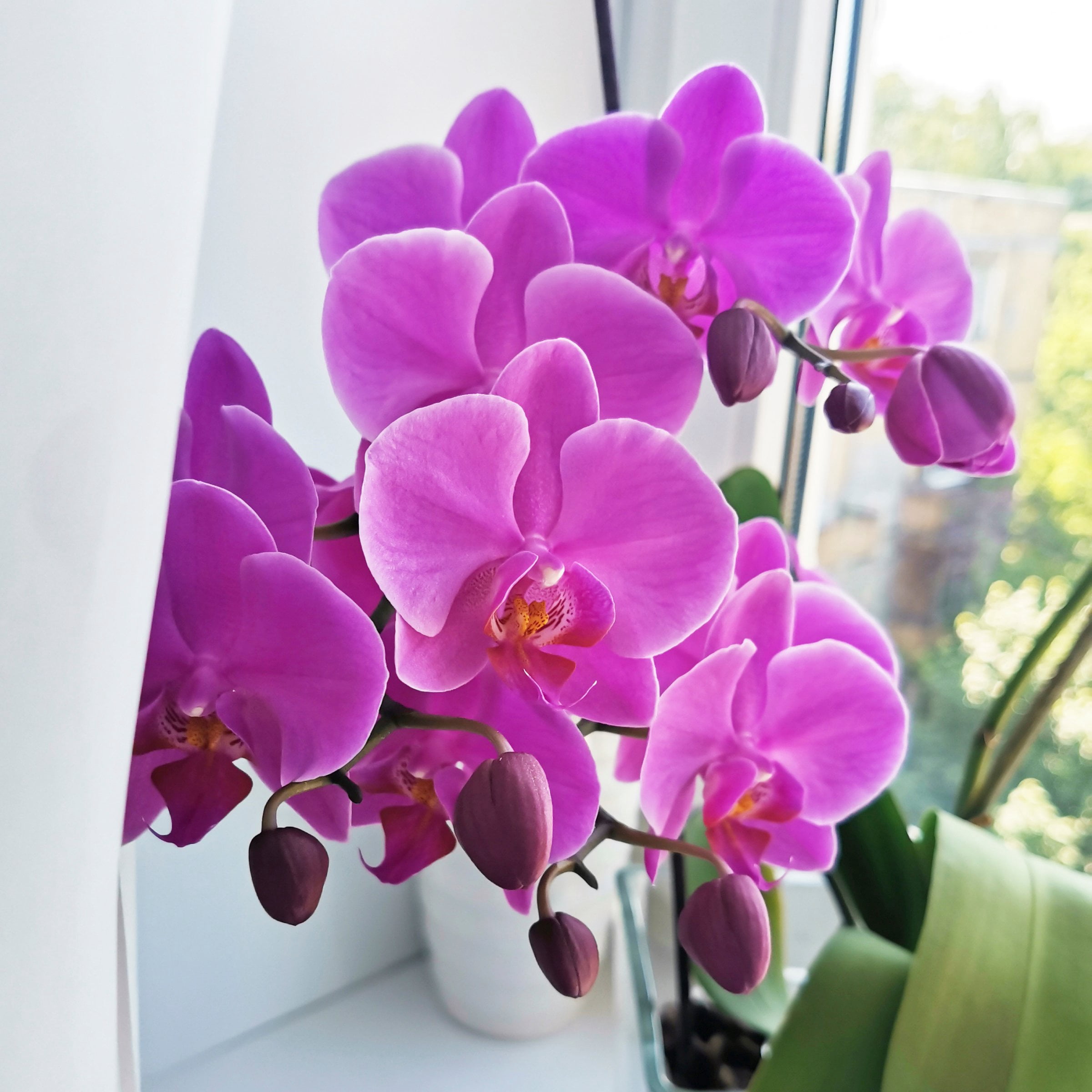 5 in. Superior Multi-Stem Vivid Purple Phalaenopsis Orchid in Luxe Designer Ceramic Planter