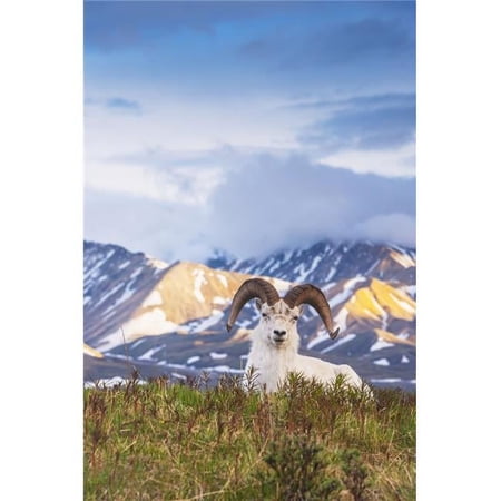 Adult Ram Dall Sheep Resting on A Hilltop at Polychrome Pass in Denali National Park Poster Print - 24 x 38 in. - Large