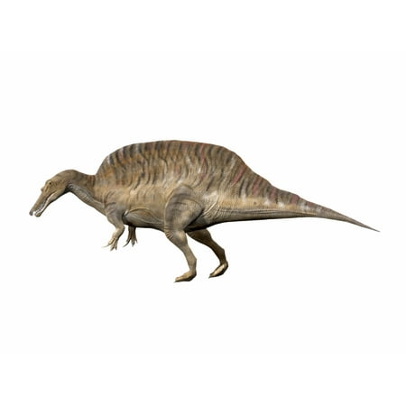 Spinosaurus aegyptiacus Early Cretaceous of Egypt Poster Print