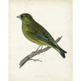 thumbnail image 2 of Morris 12x14 Black Ornate Wood Framed with Double Matting Museum Art Print Titled - Morris Greenfinch, 2 of 4