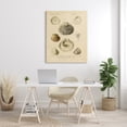 thumbnail image 2 of Stupell Industries Vintage Sea Shell Latin Study Marine Chart, 36 x 48, Designed by Daphne Polselli, 2 of 6
