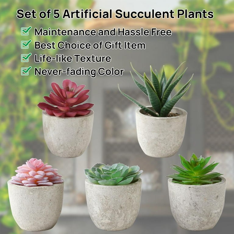 Fgy Artificial Succulents Set of 5 Fake Succulent in Pots for Home and Office Dcor