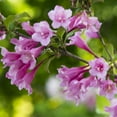 thumbnail image 3 of Java Red Weigela Super Value Pack Dormant Bare Root Flowering Starter Shrubs - 10 starter plants per offer, 3 of 4