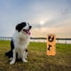 thumbnail image 5 of Bolsas de caca de Perro respetuosas medio Colco Bolsas biodegradables para perros Naranja 8 Naranja 8Roll Bolsas para desechos de caca, 5 of 7