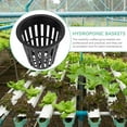 thumbnail image 3 of Milisten 10Pcs Plastic Hydroponics Net Pot Slotted Mesh Net Cups Plant Nursery Pots, 3 of 5