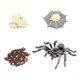 thumbnail image 1 of Bewildely 1 Juego de modelo de gusano de pala, Material plástico Premium, figuritas de insectos significativas, modelos de crecimiento educativo temprano Juguetes Educativos araña blanca NO24 Bewildely FN010083-24, 1 of 6