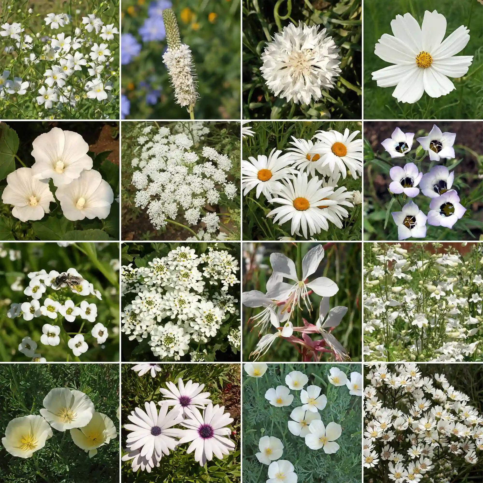 Ferry-Morse White Mix Bulk Flower Seeds, 1lb