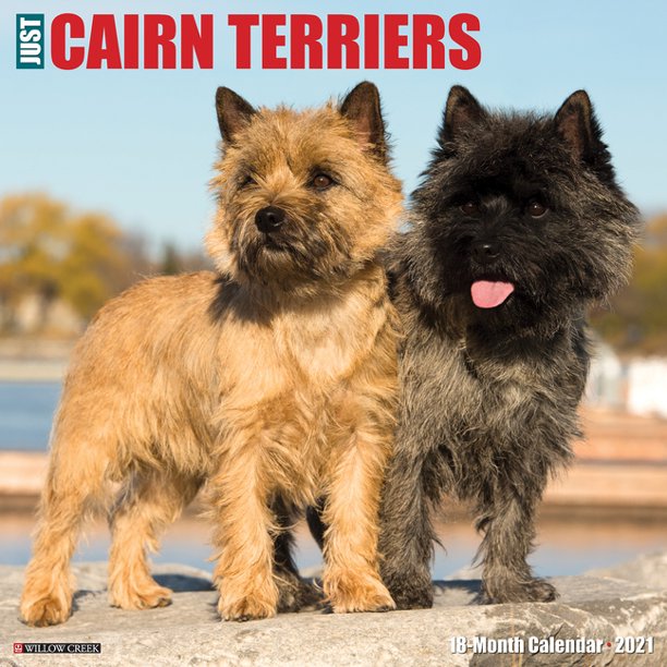 Just Cairn Terriers 21 Wall Calendar Dog Breed Calendar Other Walmart Com