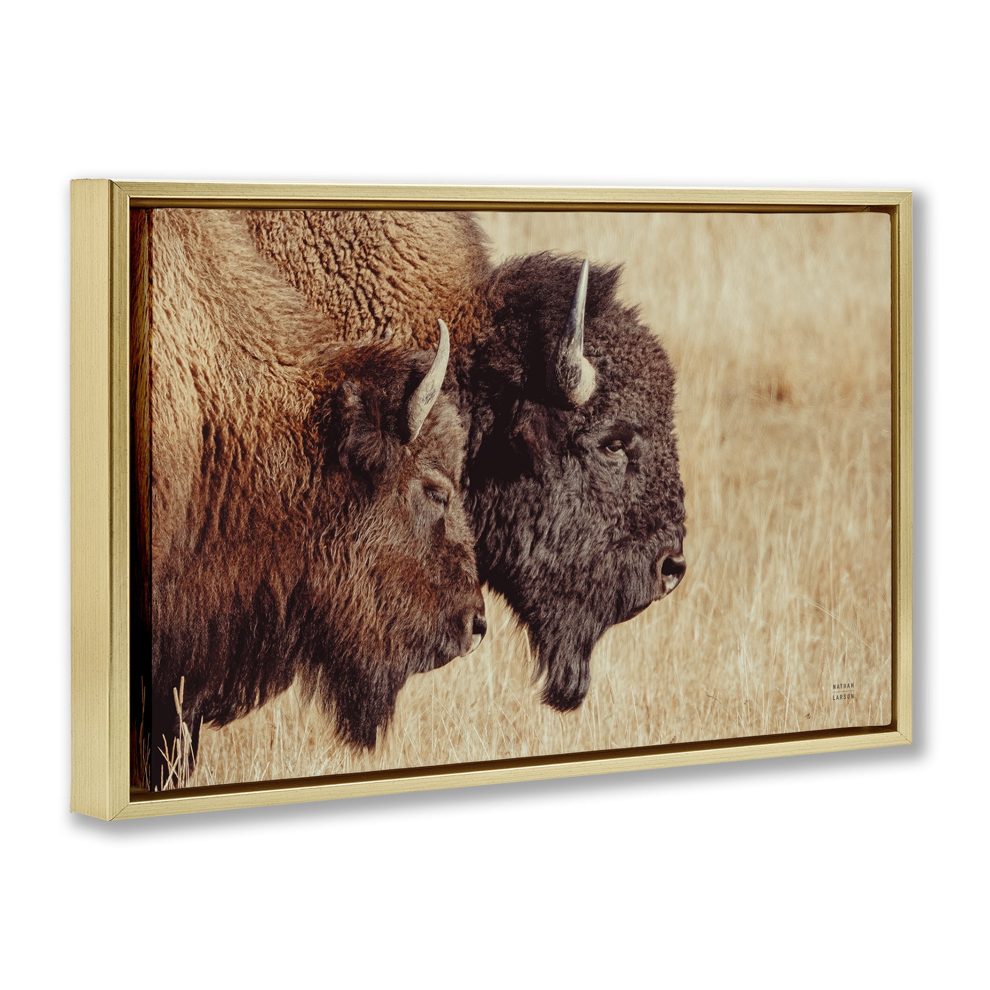 Stupell Industries Bison Pair in Countryside Animals Photography Gold Floater Framed Canvas Art Print Wall Art, 31 x 21