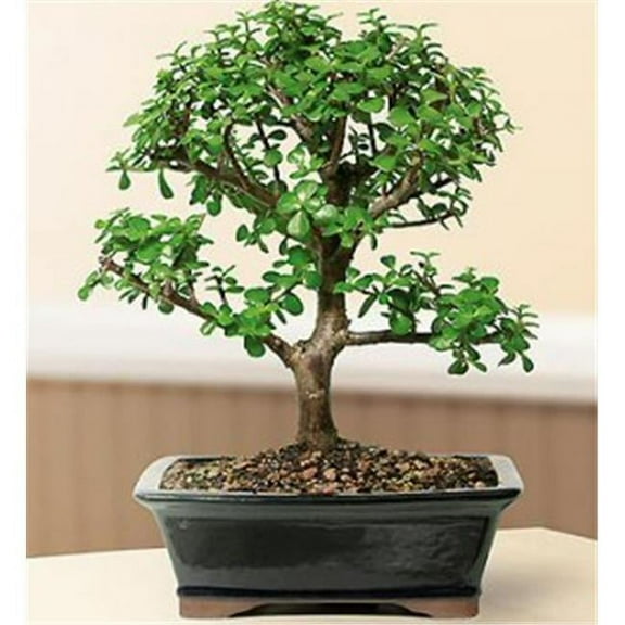 Bonsai Boy e2122 Baby Jade Bonsai Tree - Portulacaria Afra - Large