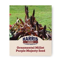 Harris Seeds Ornamental Millet Purple Majesty F1, Deep Purple Foliage, 25 Count