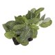 thumbnail image 1 of Planta Artificial para acuario, simulación de plástico, pecera realista, decoración de hierba de Tanque De Agua, pie ovalado, 1 of 12