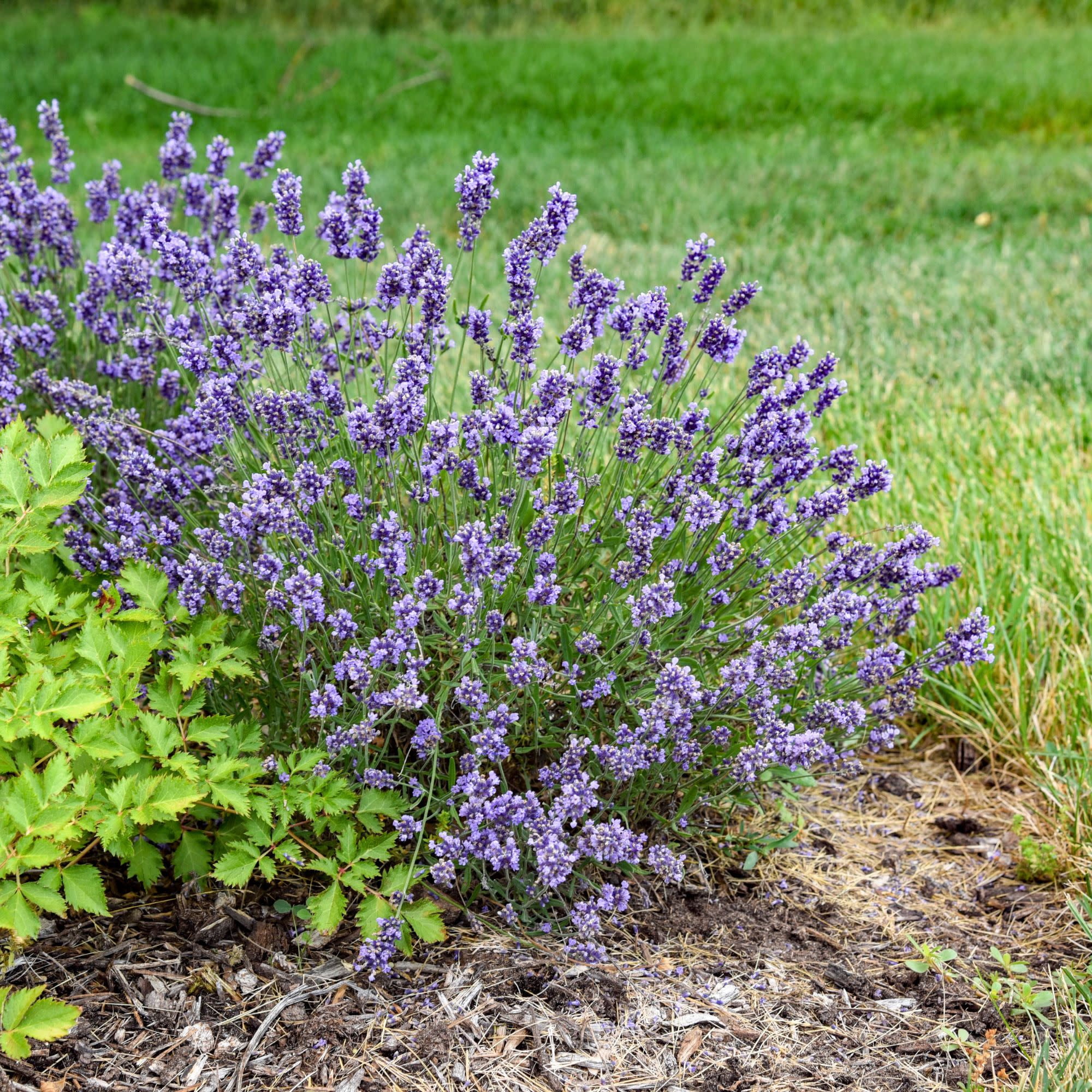 Proven Winners 5" Purple 'Summer Serenade' Lavender Live Plant in 4.5" Pot (4 Count)