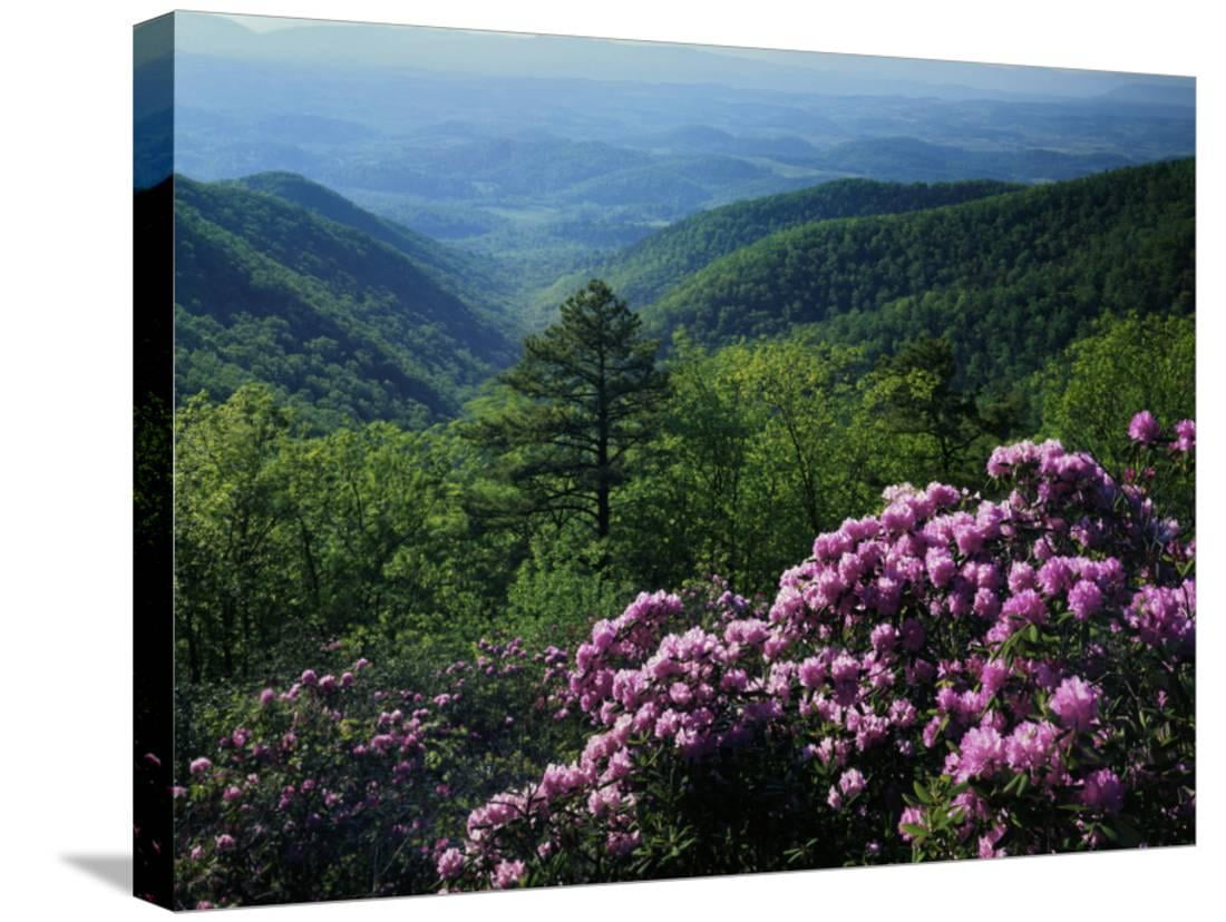 Highlands Rhododendron Landscapes SINGLE CANVAS WALL ART Picture Print VA 