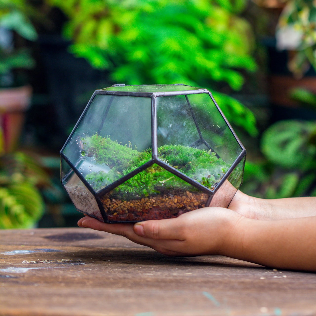 NCYP Mini Glass Close Terrarium, Planter with Lid, for Cactus, Succulents, Moss,
