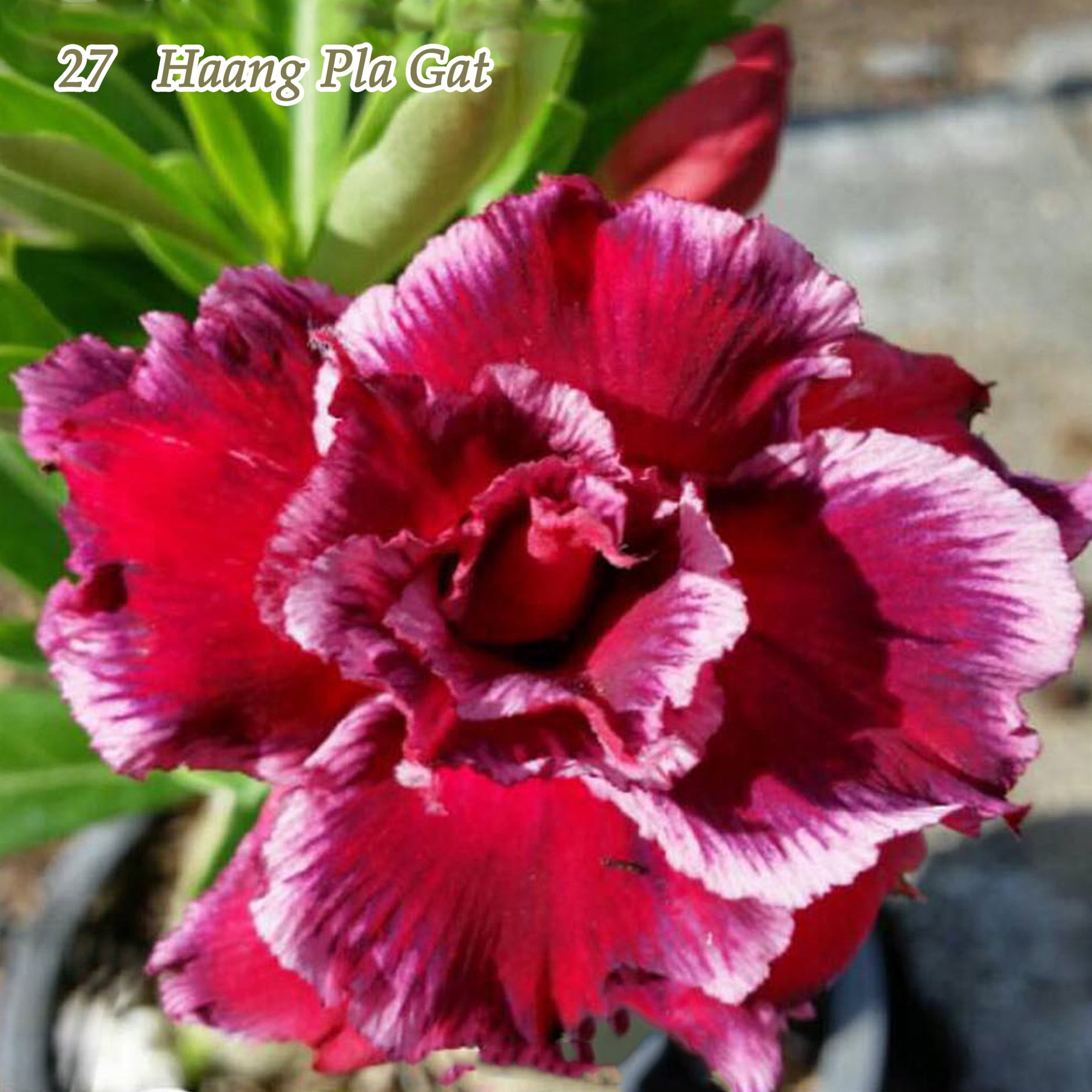 Preenex Desert Rose Live Plant Adenium Obesum Double