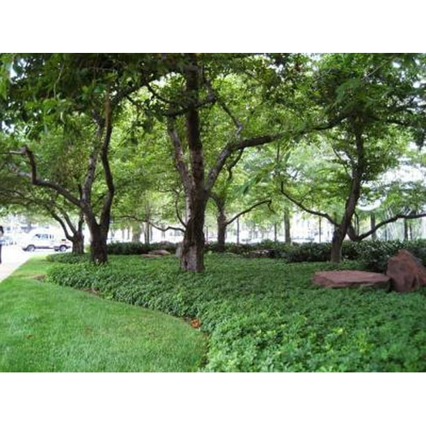 Classy Groundcovers Japanese Spurge 50 Bare Root Plants Walmart Com Walmart Com